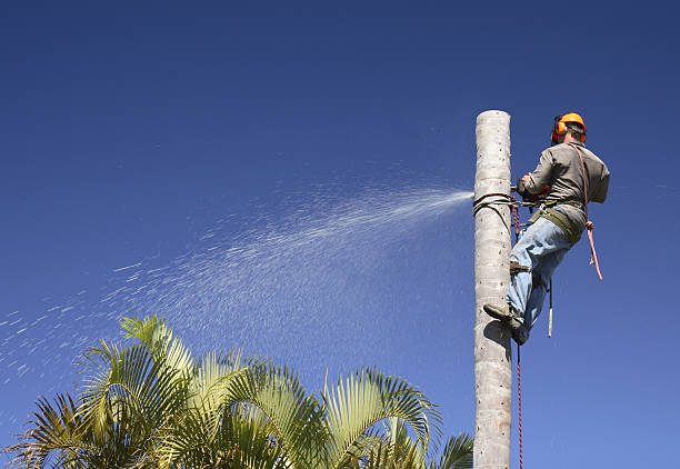 Best Arborist Consultation Services  in , SD