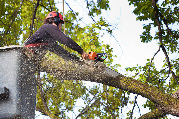 Best Firewood Processing and Delivery  in , SD